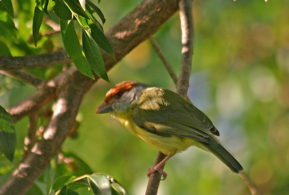 Rufous-browed Peppershrike - ML386002161