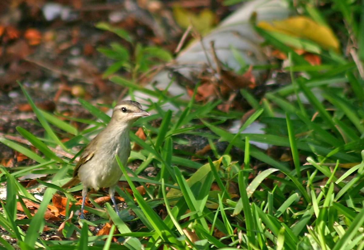 Yucatan Vireo - ML386002261