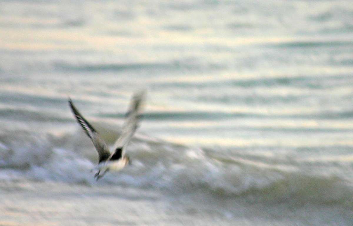 Black-bellied Plover - ML386002331