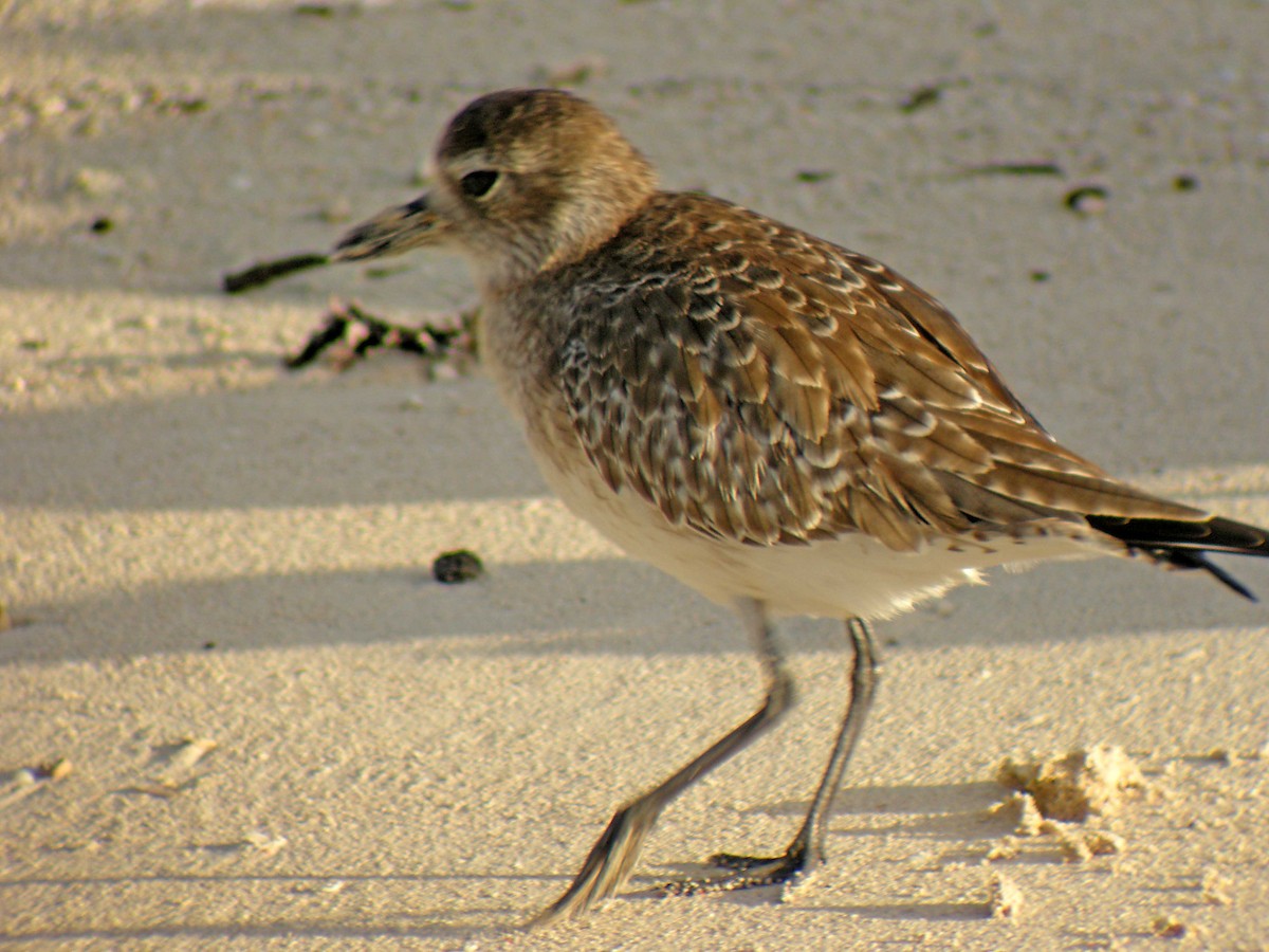 Black-bellied Plover - ML386002361