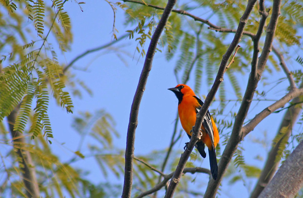 Altamira Oriole - ML386002481