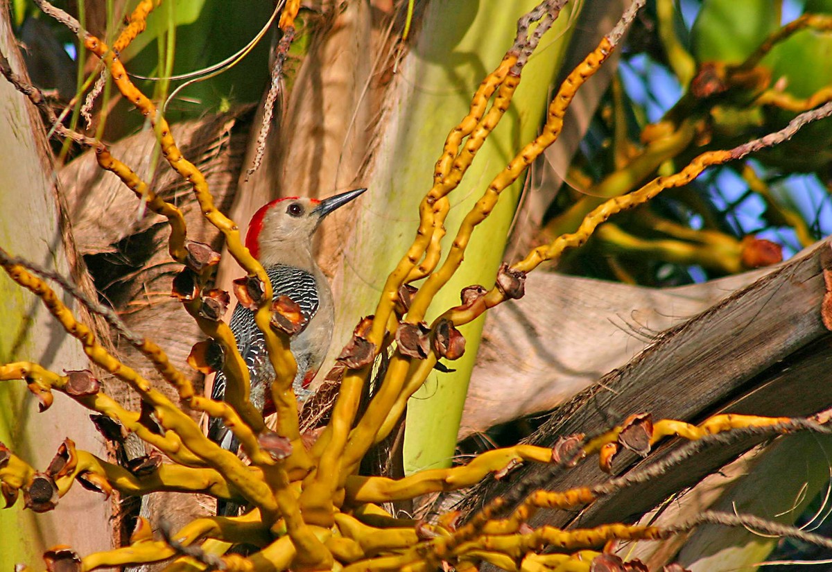 Golden-fronted Woodpecker - Ricardo Santamaria