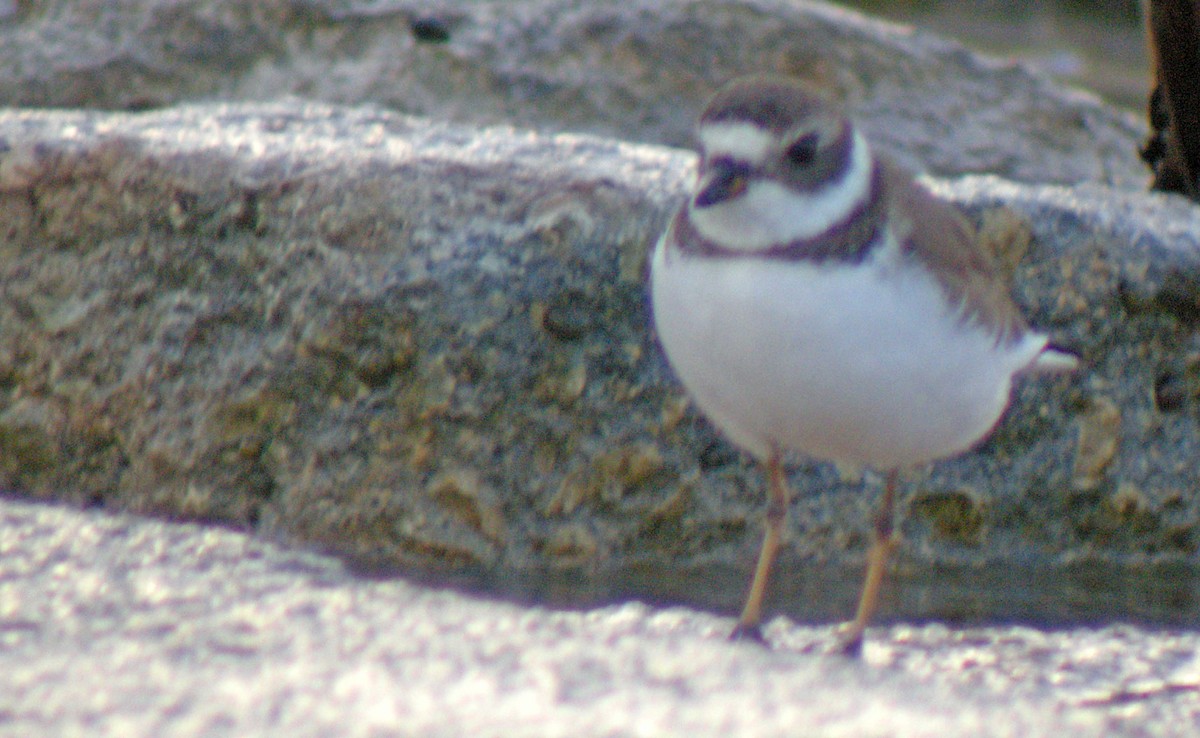 Semipalmated Plover - ML386002731