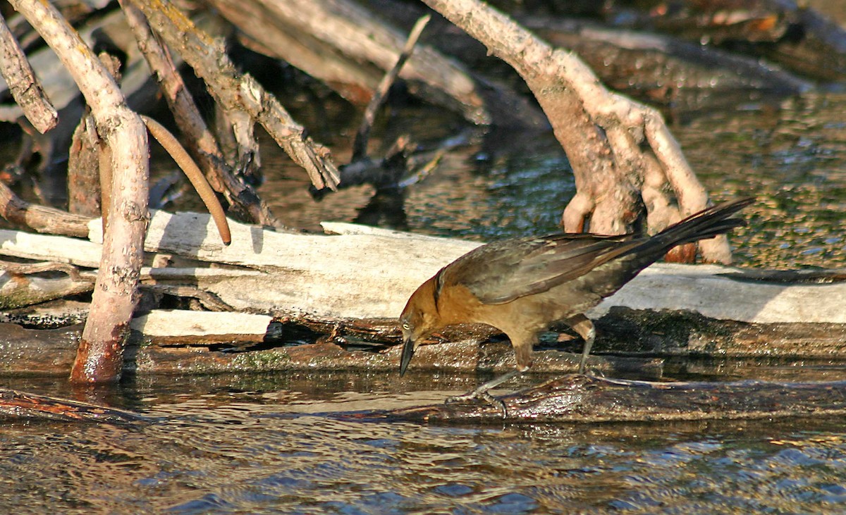 Great-tailed Grackle - Ricardo Santamaria