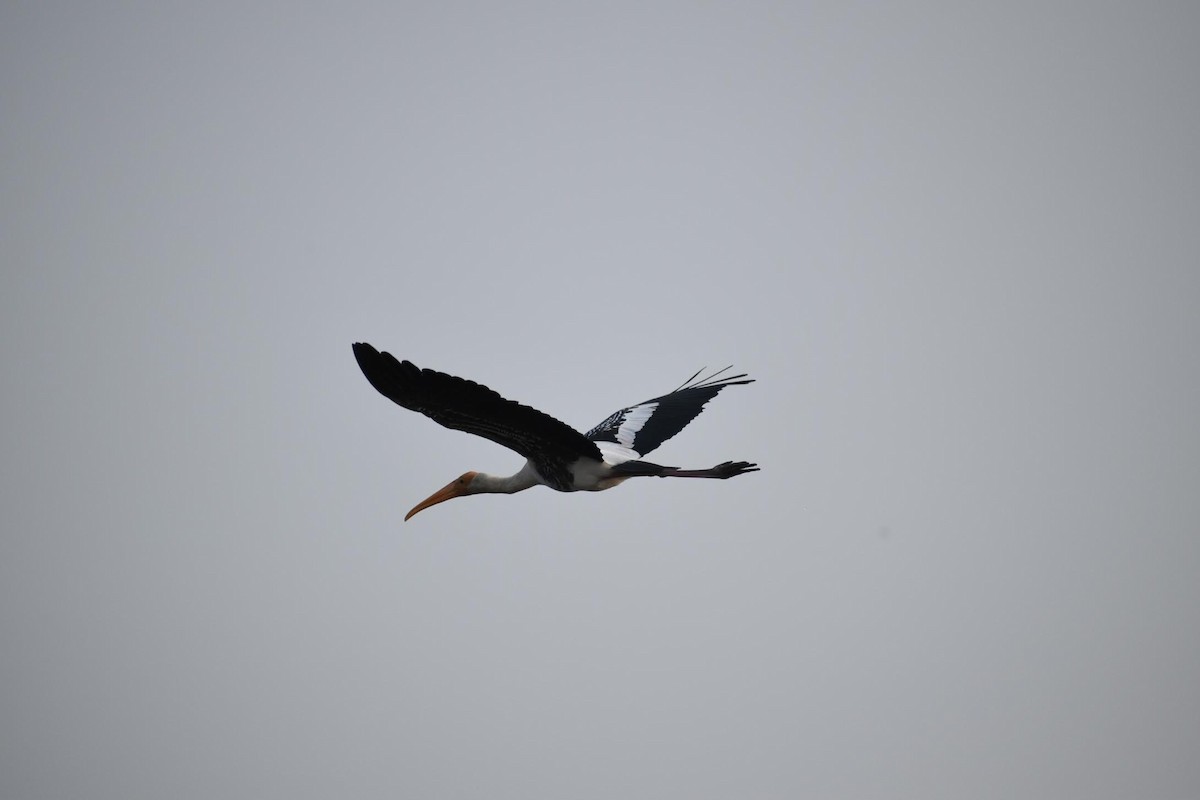 Painted Stork - ML386003771