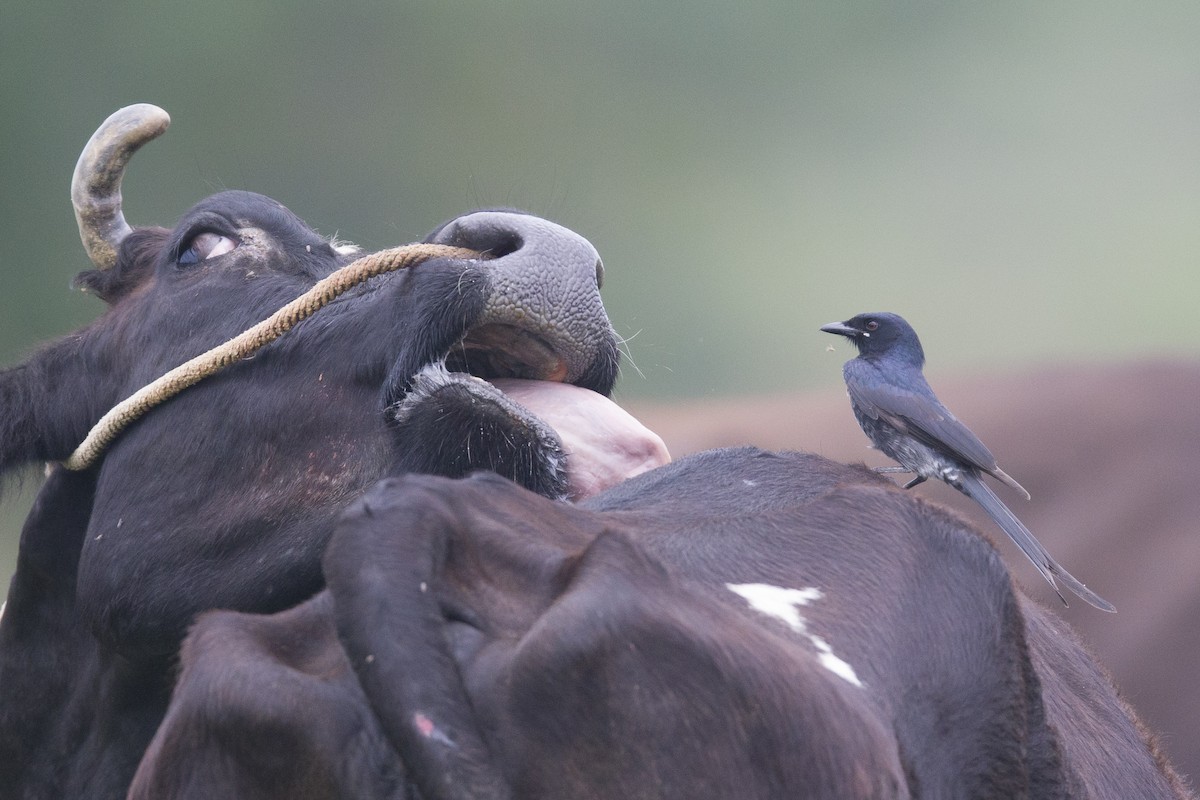 Black Drongo - ML386004601