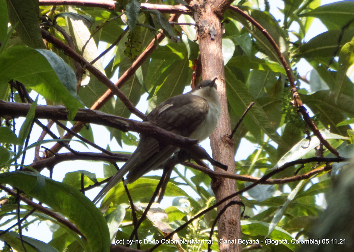 Black-billed Cuckoo - Maritta (Dodo Colombia)