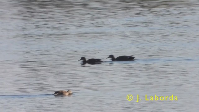 Gadwall - ML386007491