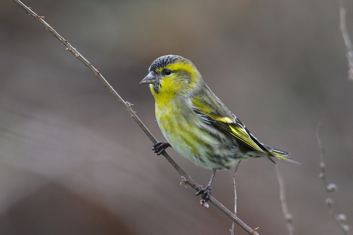 Eurasian Siskin - Çağan Abbasoğlu