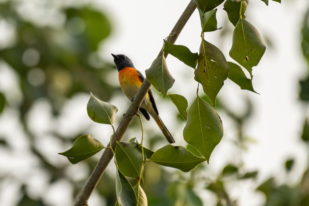 Minivet Chico - ML386009671