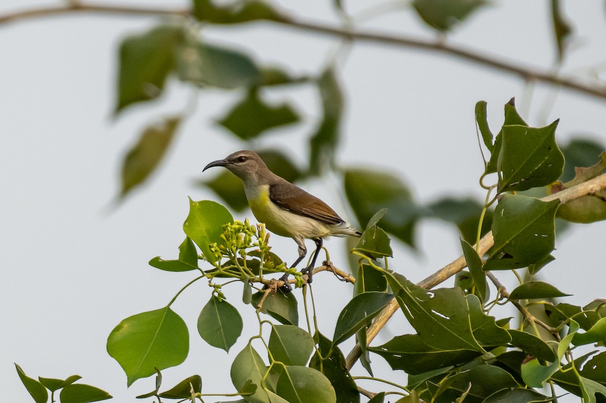 Purple-rumped Sunbird - ML386009731