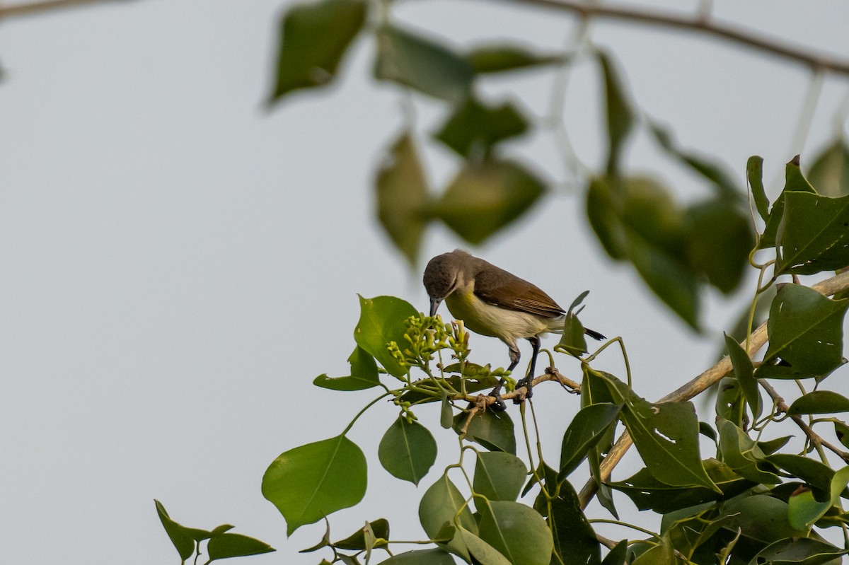 Purple-rumped Sunbird - ML386009741