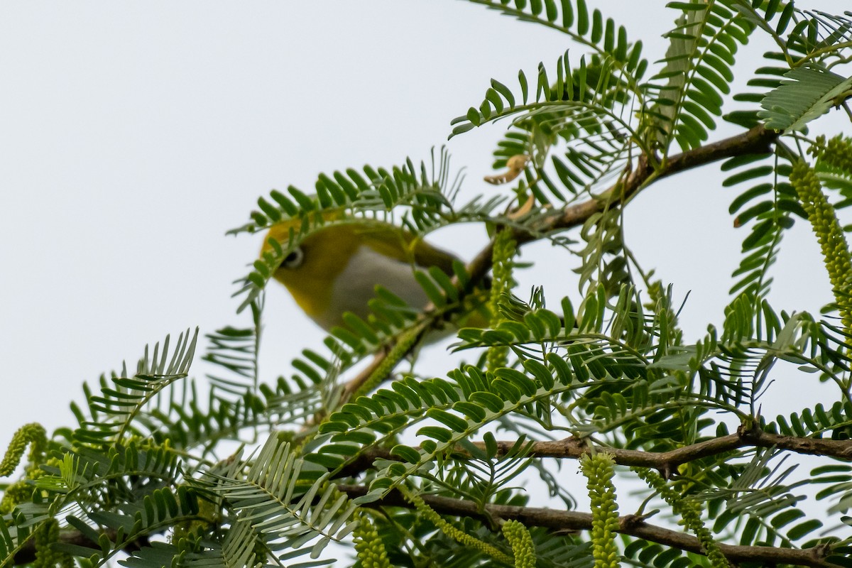 Indian White-eye - ML386009771