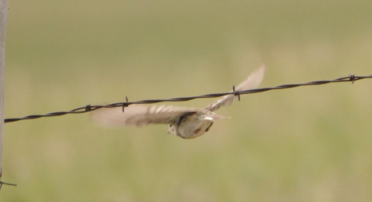 Thick-billed Longspur - ML386009931