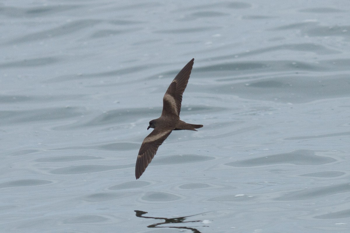 Markham's Storm-Petrel - Fernando Díaz I Albatross Birding Chile