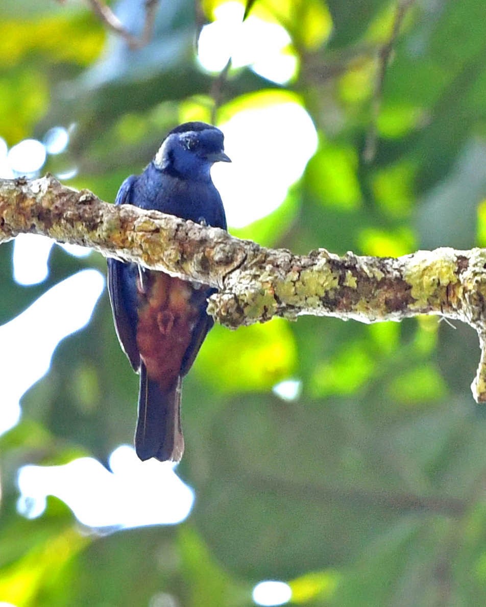 Opal-rumped Tanager - ML386011841