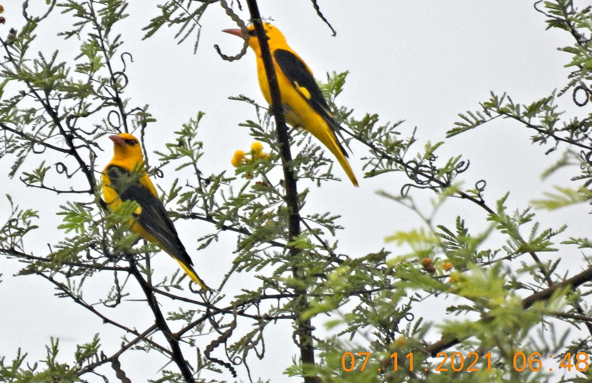 Indian Golden Oriole - ML386012061