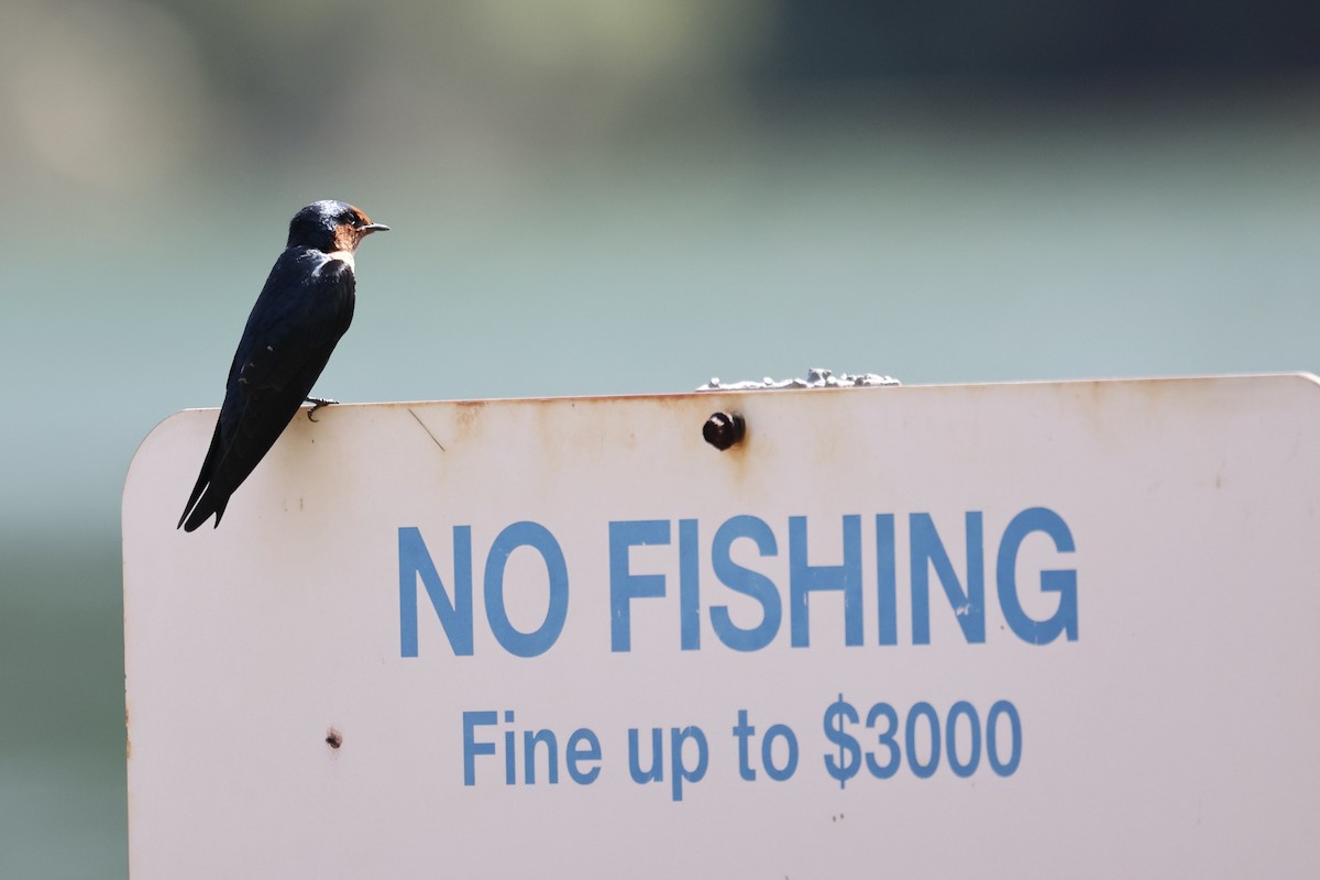 Pacific Swallow - ML386012951
