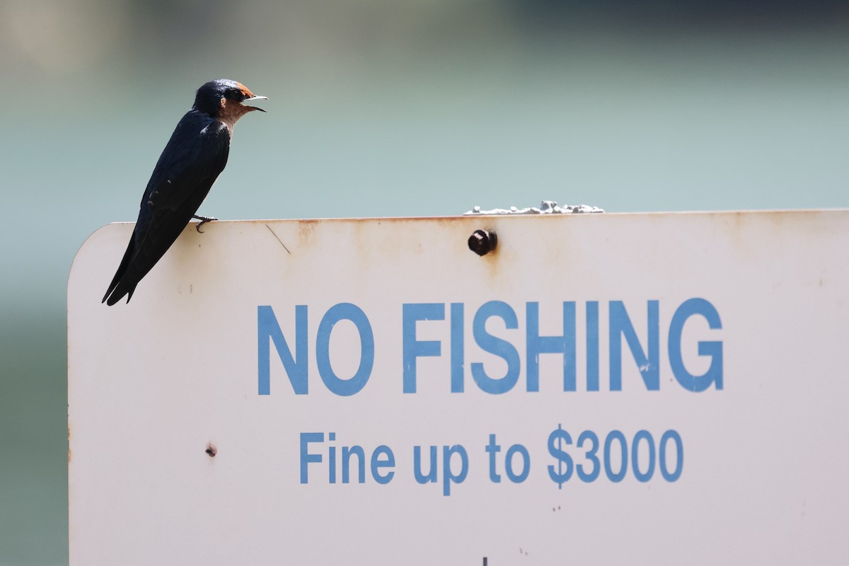 Pacific Swallow - ML386012961