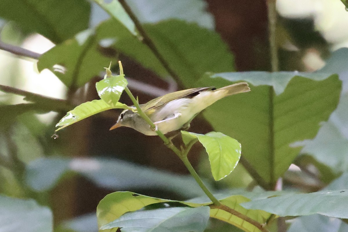 Eastern Crowned Warbler - ML386013381