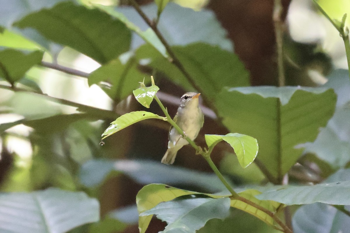 Eastern Crowned Warbler - ML386013411