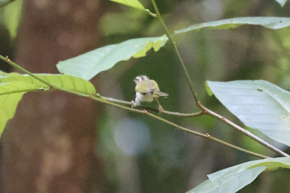 Eastern Crowned Warbler - ML386013421