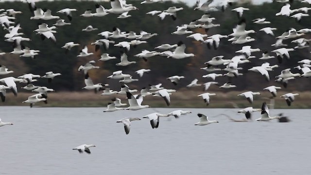 Snow Goose - ML386013581