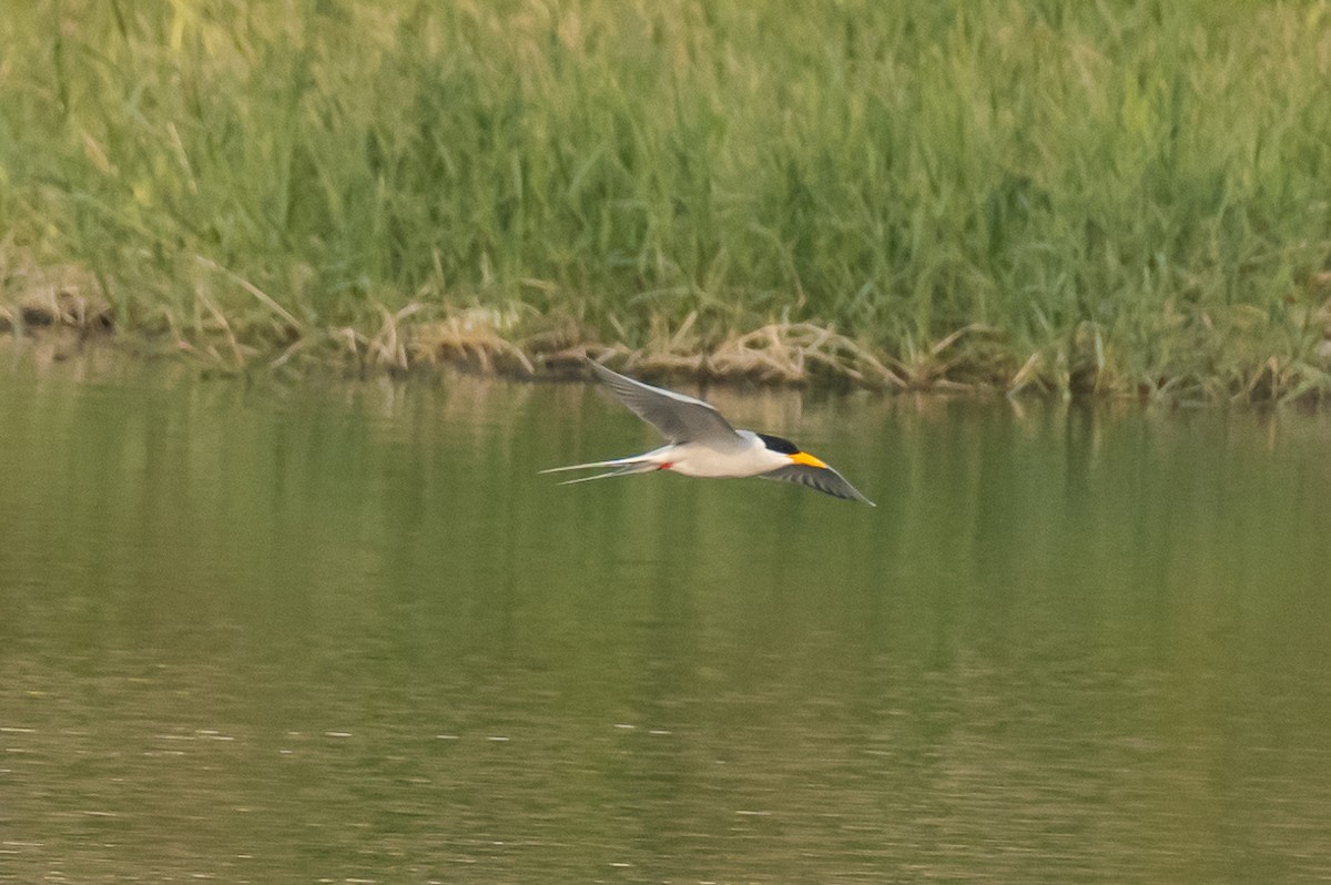 River Tern - ML386014651