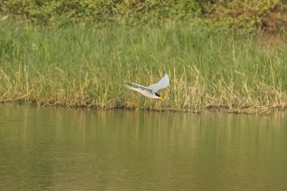 River Tern - ML386014661