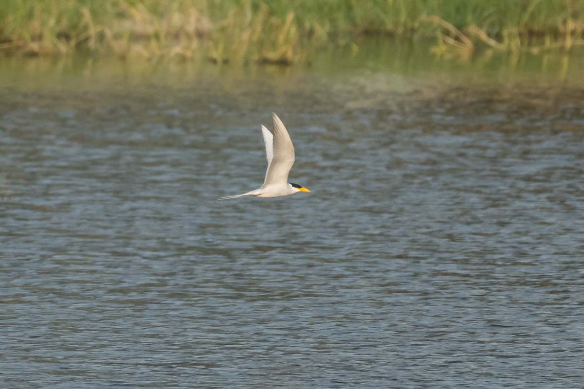 River Tern - ML386014681