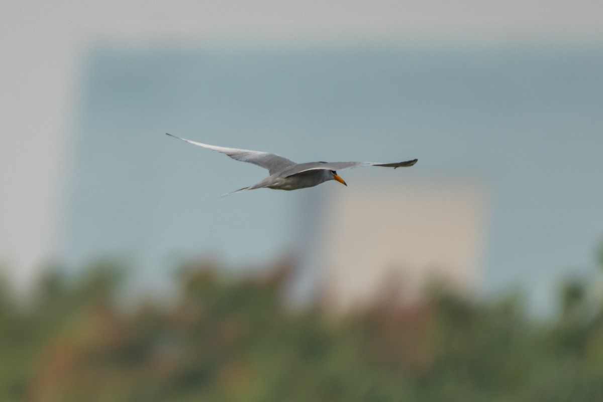 River Tern - Aditya Rao