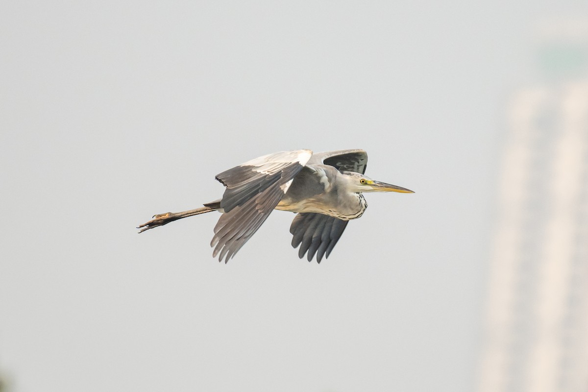 Gray Heron - ML386014921