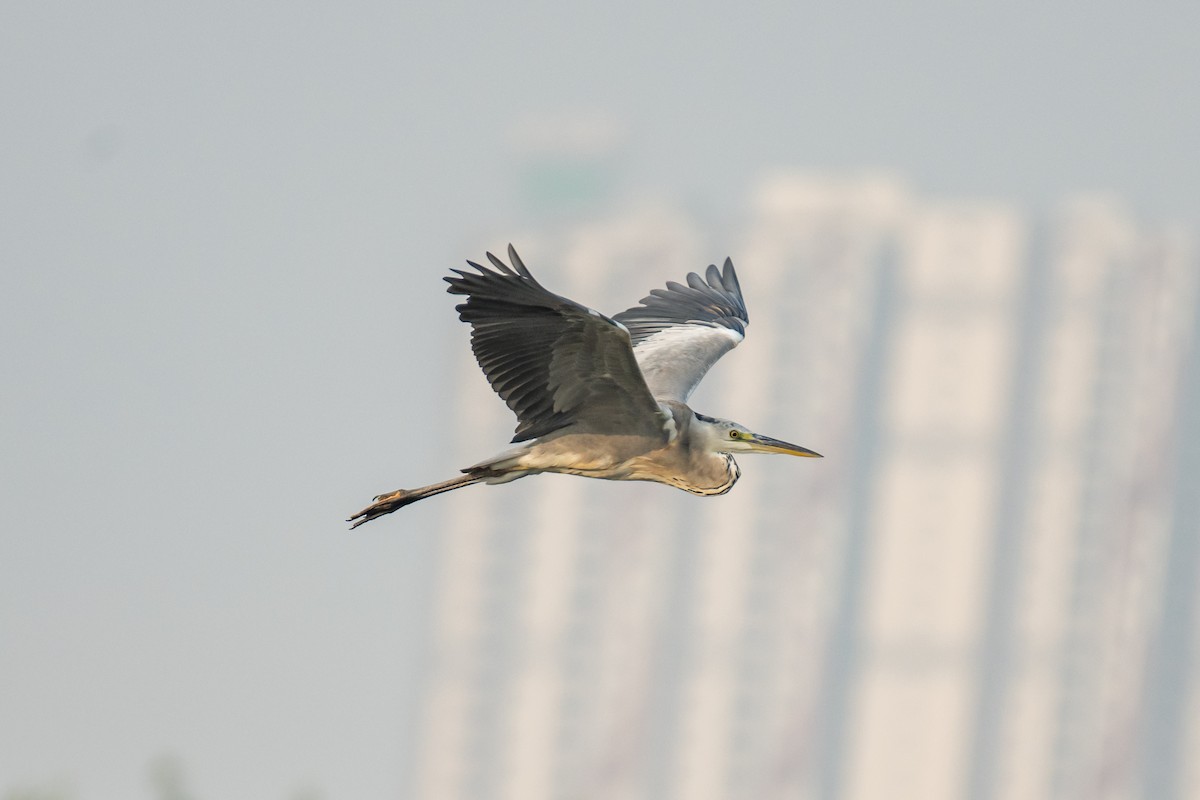 Gray Heron - ML386014931