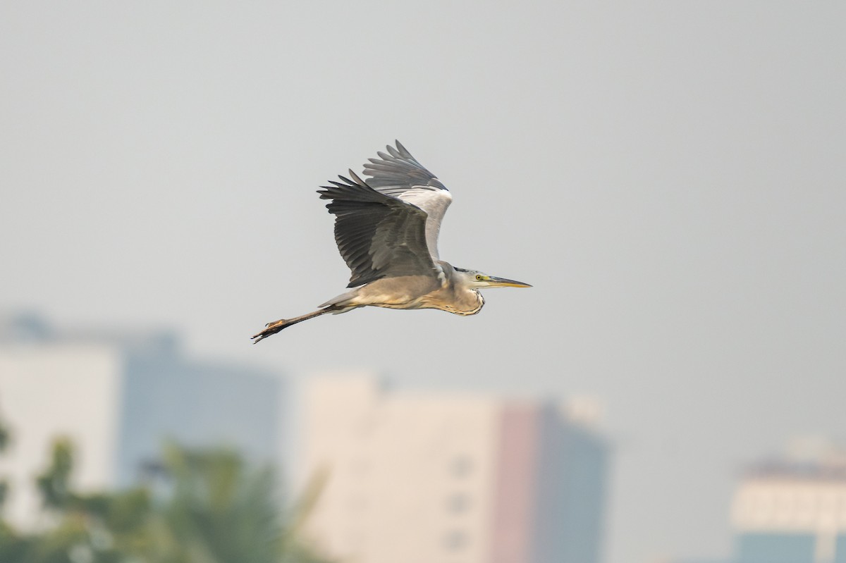 Gray Heron - ML386014951