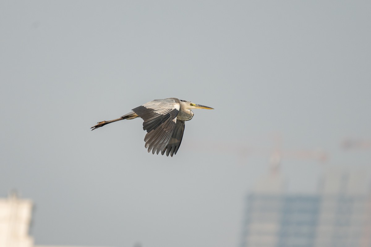 Gray Heron - ML386014971