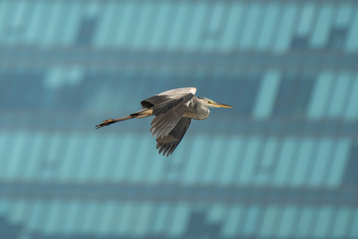 Gray Heron - Aditya Rao