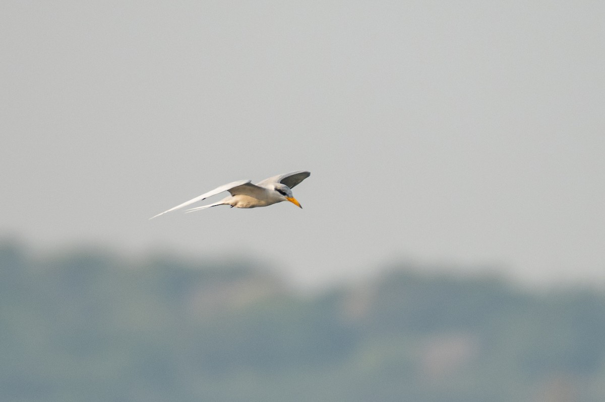 River Tern - ML386015091