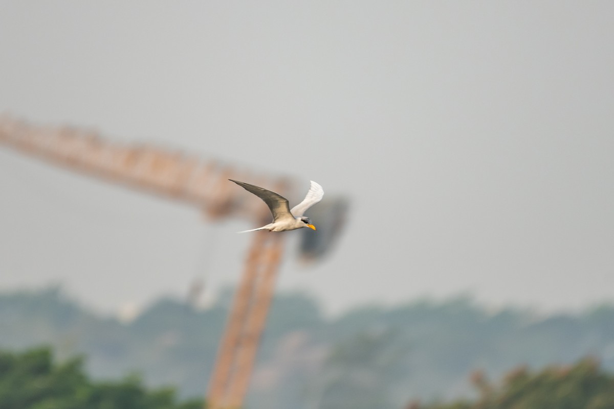 River Tern - ML386015171