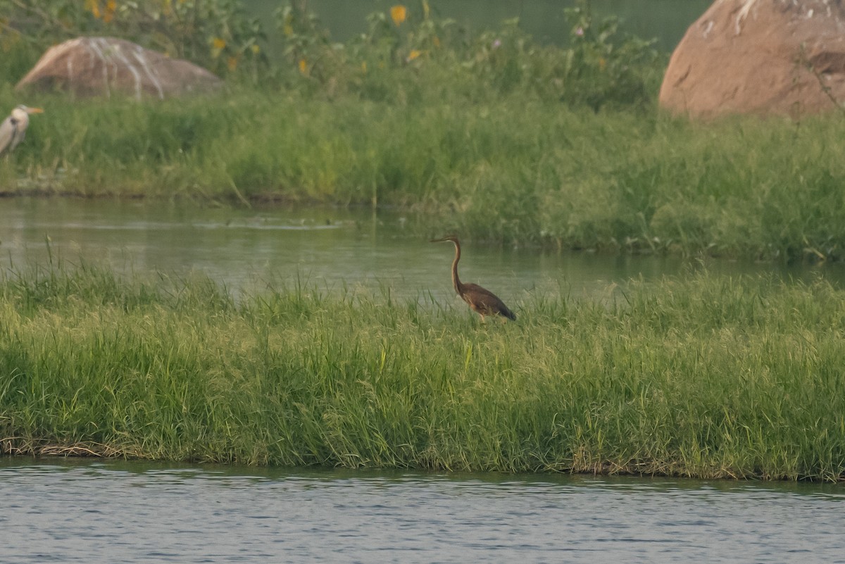 Purple Heron - ML386015251