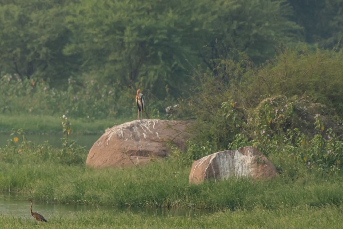 Painted Stork - Aditya Rao