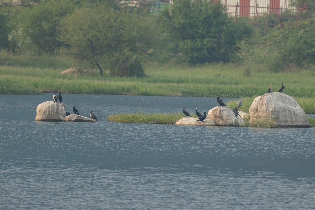 Great Cormorant - ML386015521