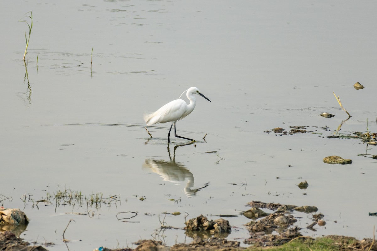 Little Egret - ML386015611