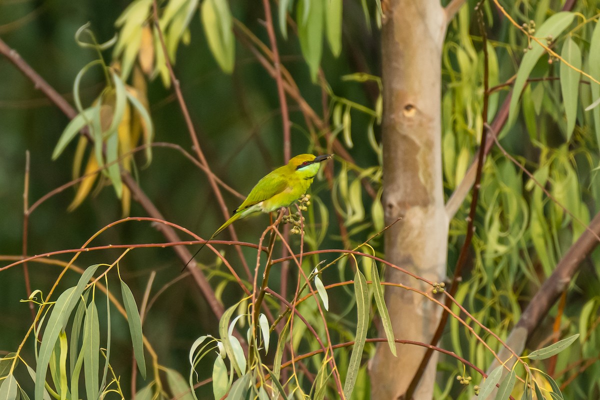 Abejaruco Esmeralda Oriental - ML386015651