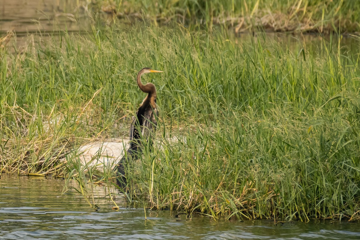 skjeggslangehals - ML386015721