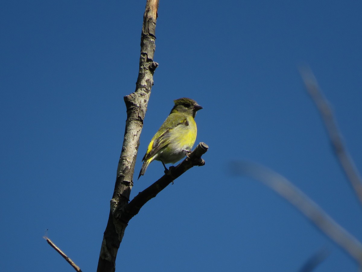 Hooded Siskin - ML386020121