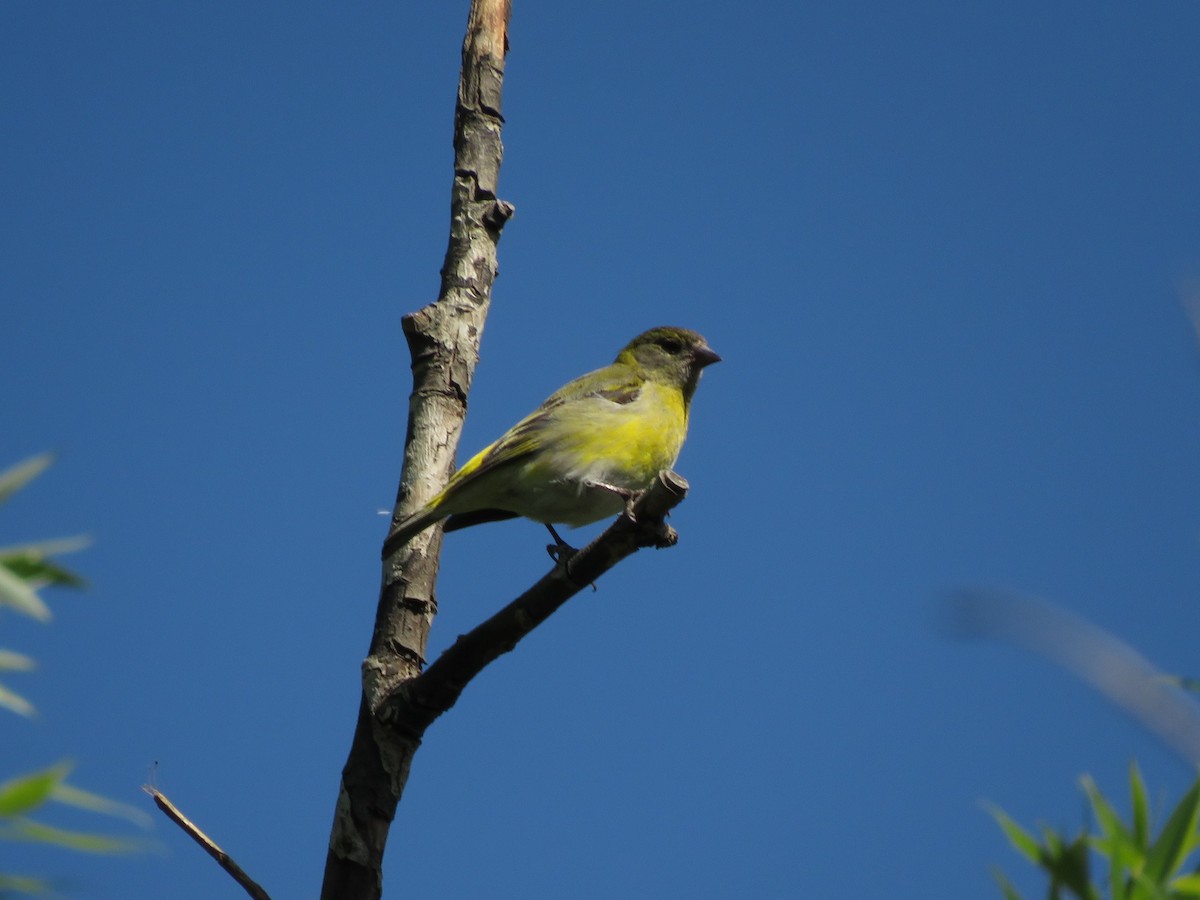 Hooded Siskin - ML386020131