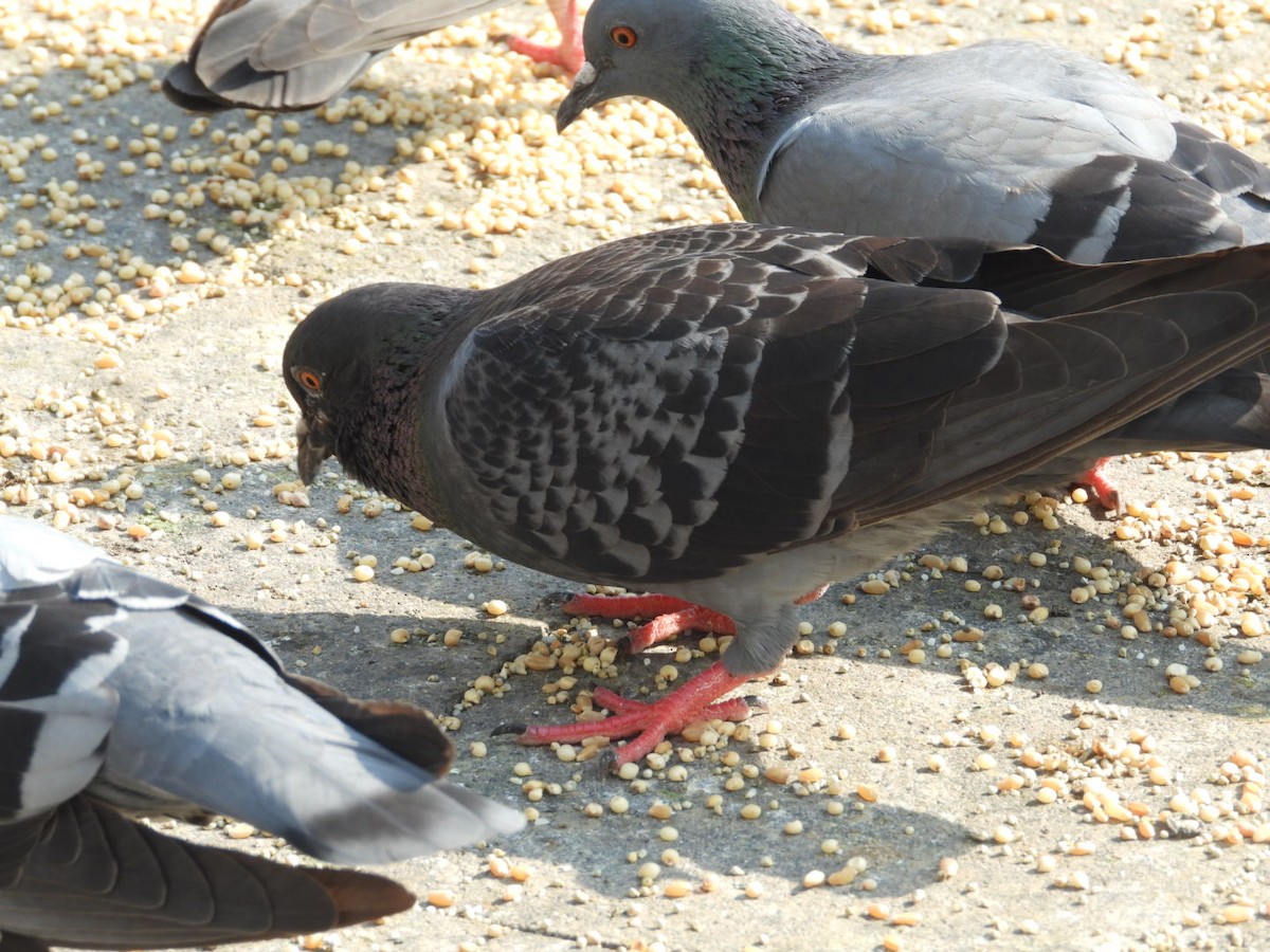 Rock Pigeon (Feral Pigeon) - ML386020651