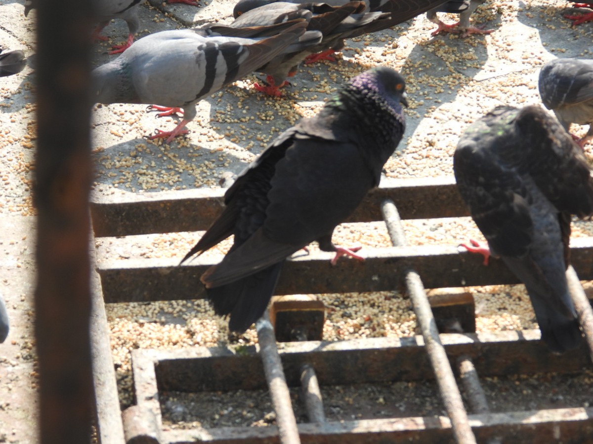 Rock Pigeon (Feral Pigeon) - ML386020661