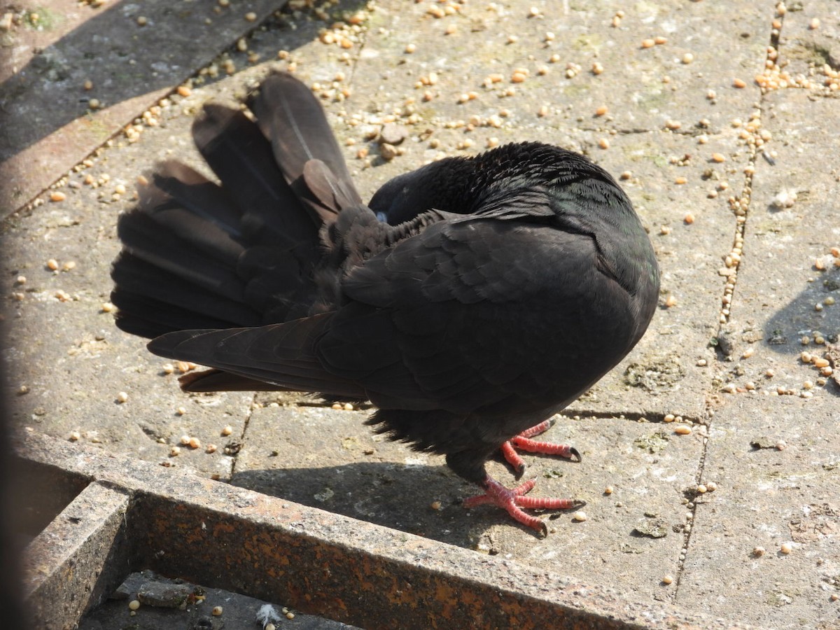 Rock Pigeon (Feral Pigeon) - ML386020681