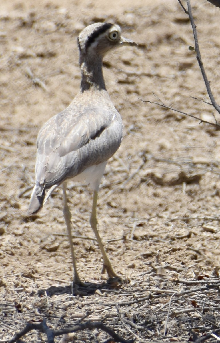 Peruvian Thick-knee - ML38602131